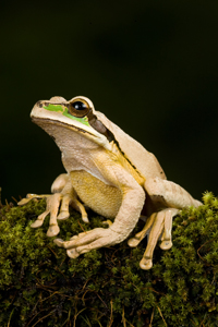 rainforest frog